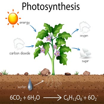 General Knowledge on Biology, Photosynthesis, Cell Division