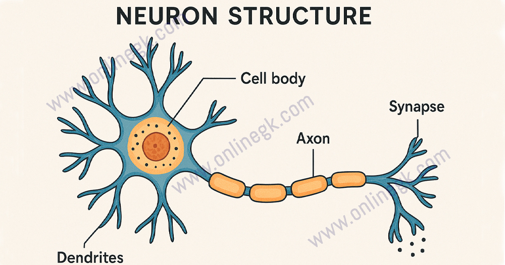 Structure of a Neuron